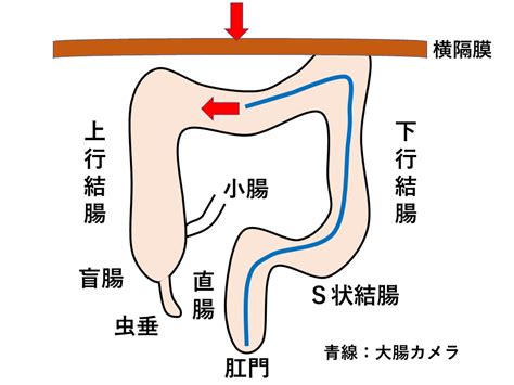 肝彎曲|大腸内視鏡